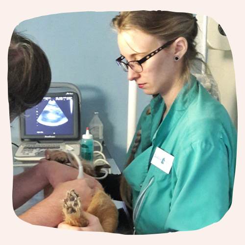 Justine Le Rouzès communication animale Annecy France