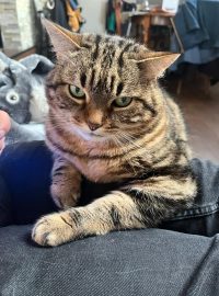 Justine Le Rouzès communication animale Annecy France