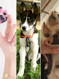 Justine Le Rouzès communication animale Annecy France