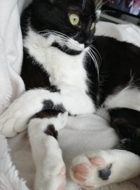 Justine Le Rouzès communication animale Annecy France