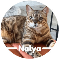Meowsotis pet sitting annecy saint jorioz