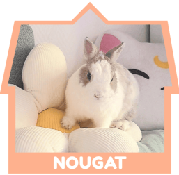 Nougat