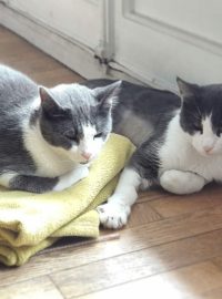 Justine Le Rouzès communication animale Annecy France