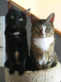 Justine Le Rouzès communication animale Annecy France