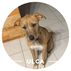 Justine Le Rouzès communicatrice animale Annecy France