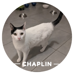 Justine Le Rouzès communicatrice animale Annecy France