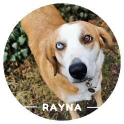 Justine Le Rouzès communication animale Annecy France