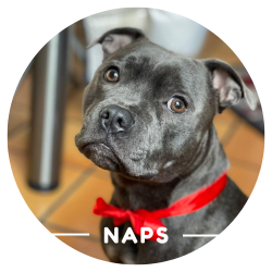 Justine Le Rouzès communicatrice animale Annecy France