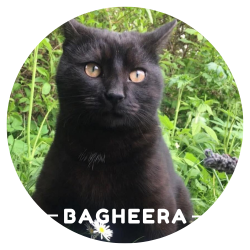 Justine Le Rouzès communicatrice animale Annecy France