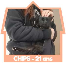 Meowsotis pet sitting annecy saint jorioz