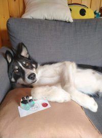 Justine Le Rouzès communication animale Annecy France